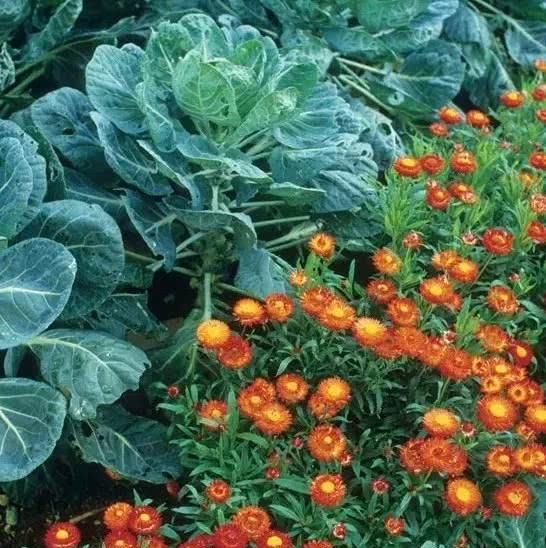  『蔬菜种植』养花种树，也栽菜！