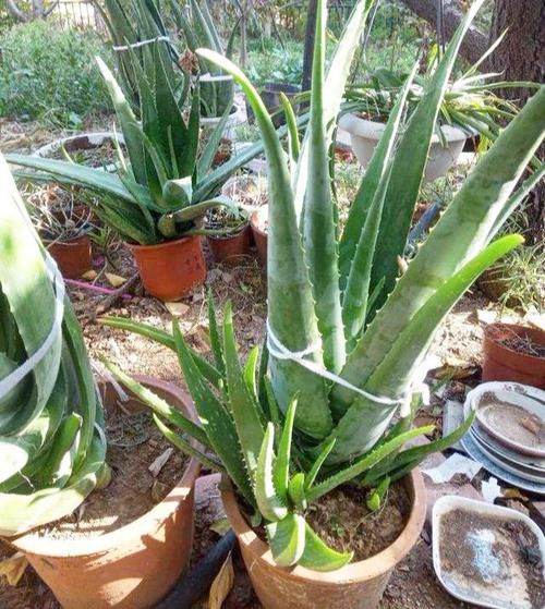  #炒菜#养芦荟，4个技巧迅速变胖，充满“芦荟胶”，炒菜，美容足够啦