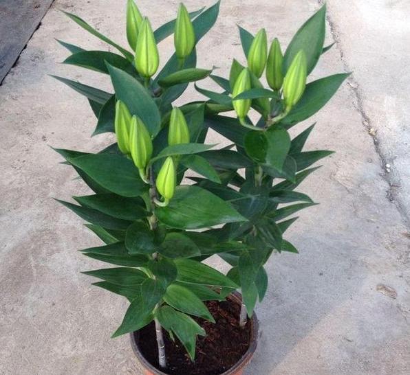  【养分】在家种植花草如何补充养分？用上1种天然肥，啥花都能长爆盆