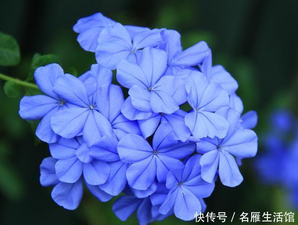  蓝雪花：喜欢养护花卉，就选择花色艳丽，花期长，开花量大的花卉，美极了