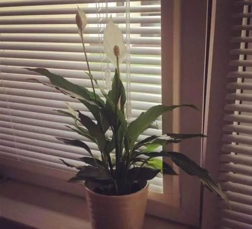  卧室里面■这几种植物适合养在卧室里，可适当净化空气