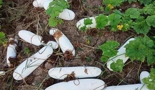  『瓜有』卖价贵3倍！这种“堆堆瓜”能自然存放1年，啥瓜有这么神奇？