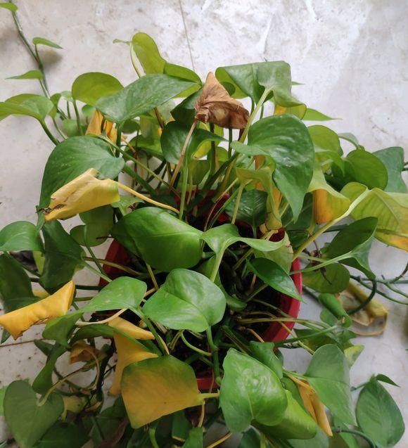  「家里」家里有这3种花，每月都要剪一刀，黄叶全消失！