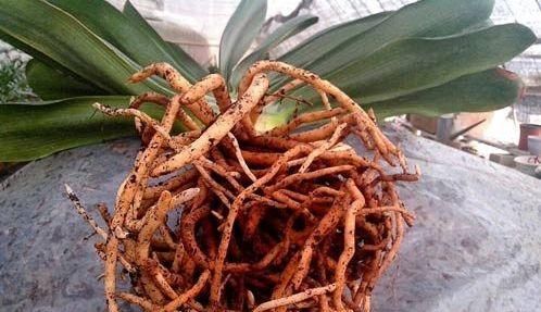 年后@3种花,养1年后,要是不换盆,也不“剪根”,离枯死不远了