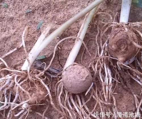  「见到」田地里，1种翠绿的“野草”，人称“半夏”，别轻易铲除，珍贵！