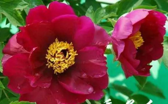  『牡丹』芍药和牡丹的区别图,看懂图就能轻松区分出来!