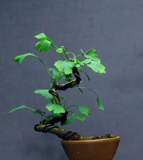  身价：这六种植物越养越值钱，在家养几年，身价翻几倍！你家有几种