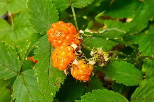 农村这种野果形似草莓，过去农民当零食吃，如今城里卖50元一斤