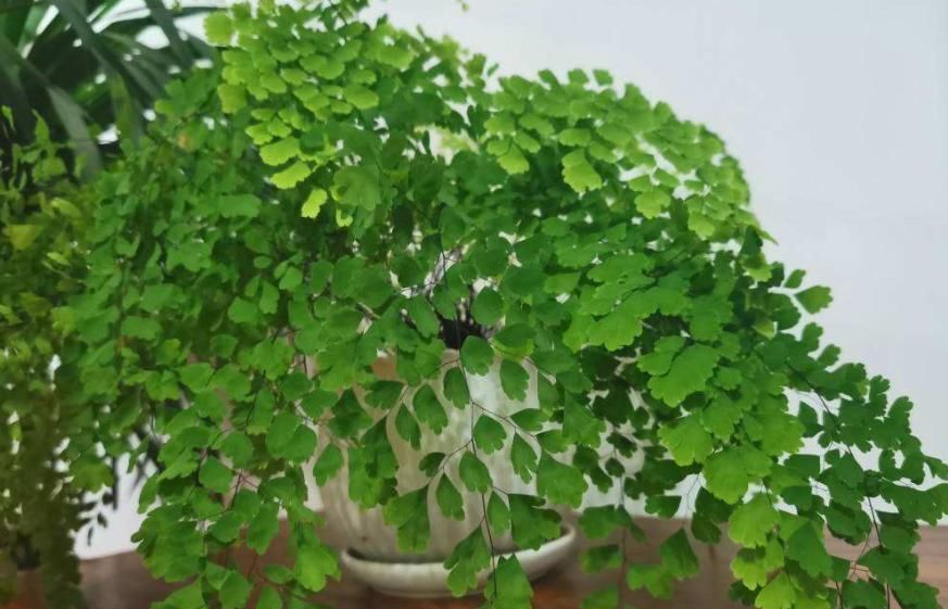  『影响』卫生间养耐阴植物，杀菌去异味，还不影响生长！