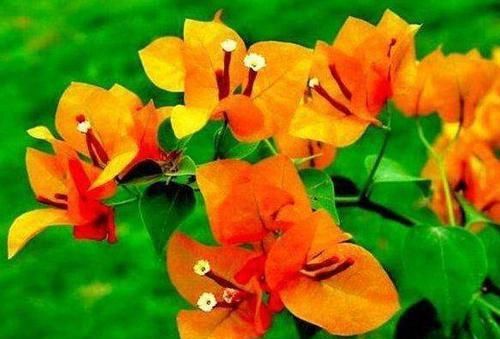  『三角梅』喜欢三角梅，不如养盆稀有的柠檬黄三角梅，金光灿灿，清新优雅