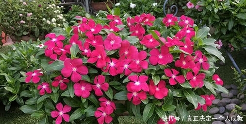  花长■这种花长得那么好看，为什么很少人敢种在家里？看完恍然大悟