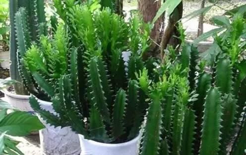  『好处』这些常见植物，放家里有很多好处！