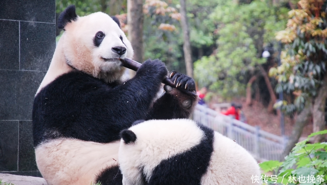 日本人最爱的中国4座旅行城市,第1个来了不愿走,第4个是人生目标