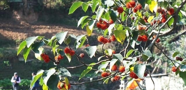  「构树果」浑身是宝，却丝毫不受待见，农村这种树木为何会沦落到这般田地？