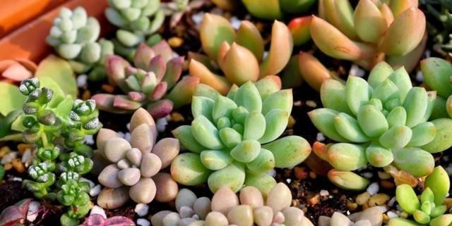  『浇水的时』这6种不宜“喷水”的盆栽，家里种植少浇水，否则养出的不尽人意