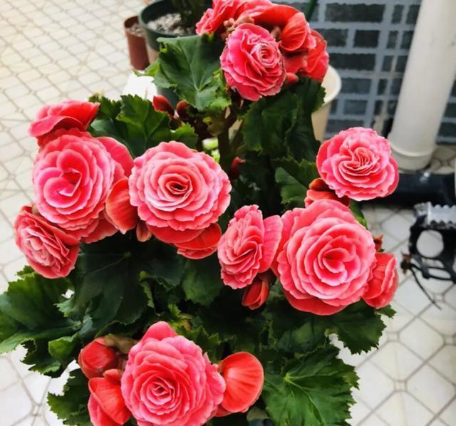  [技巧]养花技巧：这6种花千万别喷水，一喷水就烂叶，3天死翘翘！