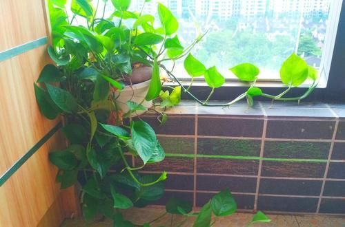  【适合】3种花能防辐射，电脑桌上放一盆，缓解疲劳防辐射，适合女生养护