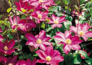 「瞬间」这5种爬藤花卉,一到春夏就爬满院墙,庭院瞬间美成童话世界!