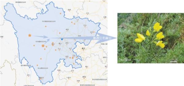  「大熊猫」植物界的“大熊猫”你见过吗？这两天在新龙开花了