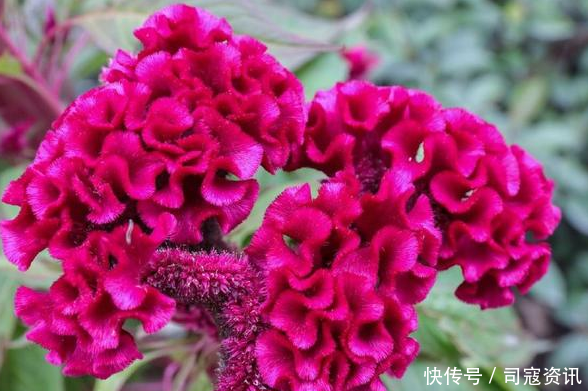 农村粪坑旁的“大鸡公花”，花籽是上佳野菜