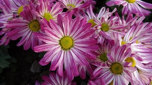 『色彩』喜欢菊花,就养盆“欧洲小米菊”色彩糖果,似黄色糖粒,赏心悦目