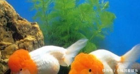  「水箱」家里养了金鱼 这里教你如何喂养金鱼