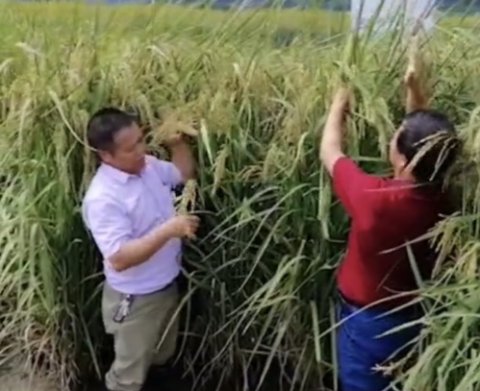  「奋斗」袁隆平有个禾下乘凉梦，经过育种人员的奋斗，如今已经