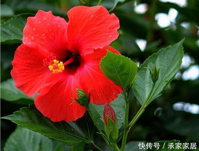  『耐热』夏天养花就养此3种，耐热耐晒更耐旱，晒得越狠开花越好，美极了