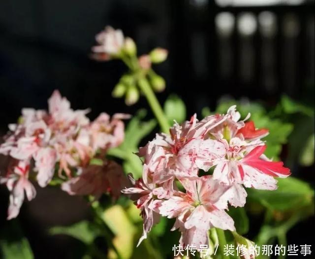 扦插|天竺葵扦插难、成活率低?注意这几点,生根快开花又大又艳