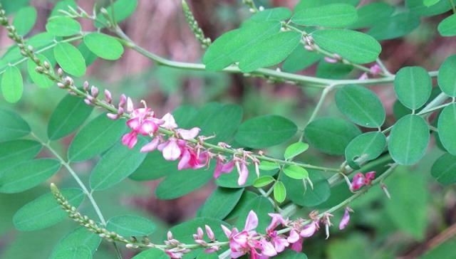  「名字」名字高大上，曾炒到1500元1斤，如今50元1斤没人要，农