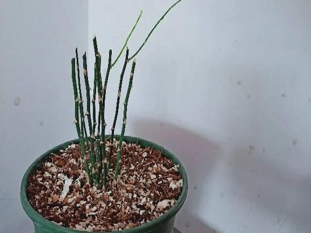  「图片作者」10种花，春天不能晒，躲屋里最安全！