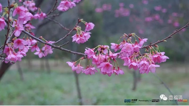 又是一年花开时！赏樱花何必远行，福清的樱花一样美艳动人！