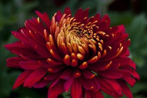  「养花」养花养这几款，花色鲜艳亮丽，枝叶繁茂旺盛，枝叶青翠欲滴