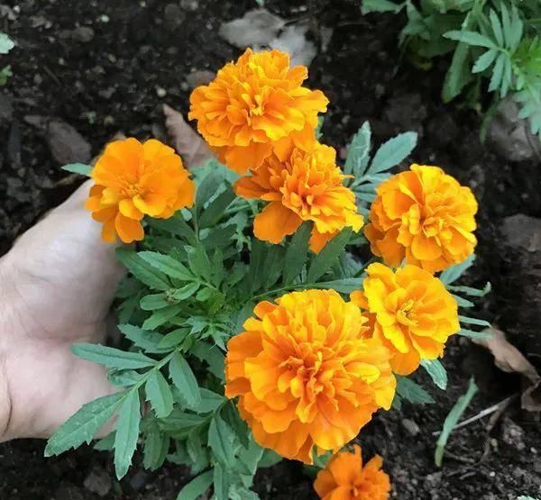  [自带臭味]这4种花长得真漂亮，但是浑身带臭味！你愿意种吗？
