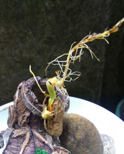  『把花生米』她用几粒花生米，种出一盆大花生，冒出来的豆芽根忒好看！