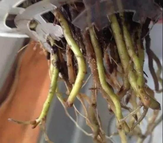  「烂根」天热了，8种花不能乱浇水，小心浇完就死