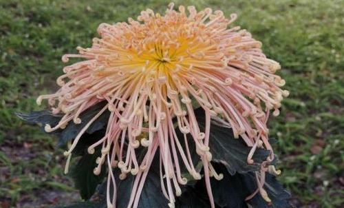  『高端』喜欢菊花，不如养“高端玫瑰”莱克夫人，小家碧玉，优雅高贵