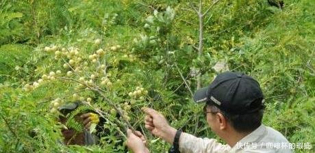 农村山上这种稀罕物，您有幸碰见请别随意破坏，价值含量真的好高