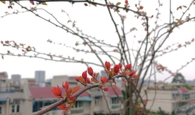  开爆@三角梅长出来的是叶芽还是花芽?教你1招辨别,施对肥,开爆...