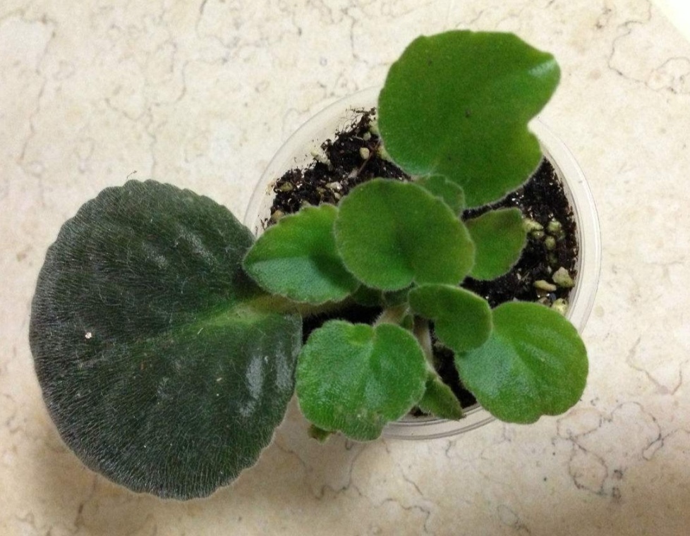 「修剪下来」家里养6种花,摘片叶子就能插活,学会了越养越多