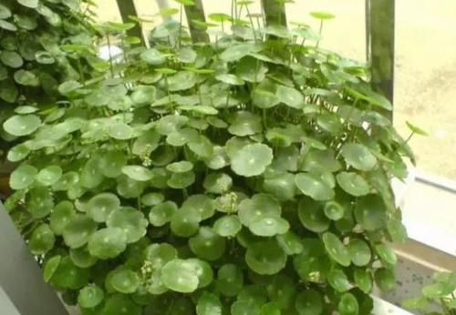 【铜钱草】家里养这几款植物，娇小不占地，比吊兰好养，你养了吗
