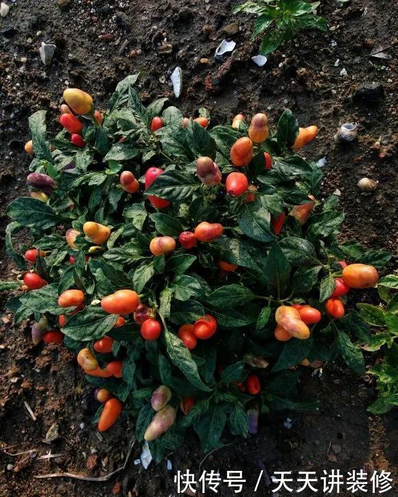 『植物』新手养花怎么选?3种花好养好看,打理太简单!