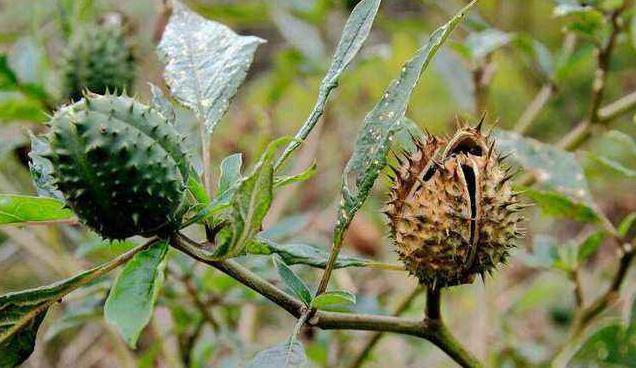 农村这种野草名叫“曼陀罗”农民看到就绕路走，现如今十分罕见