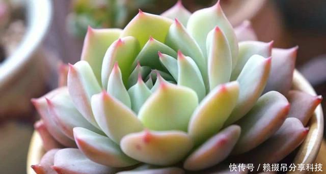 漂亮■室内养花就养盆它,开花漂亮好养易活,不用操心也爆盆,谁养谁爱
