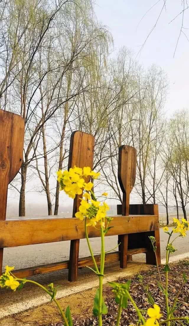 醉美不过台儿庄,小城沐浴在春光,盎然春意让阳光一天天的明媚起来【2020热门旅游景点】