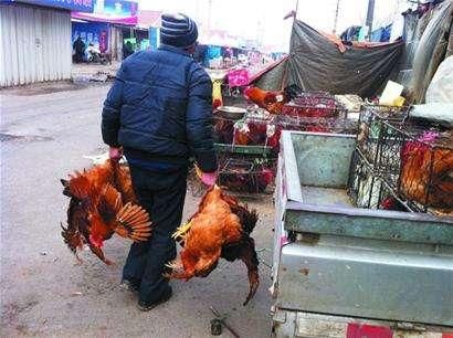 辛苦“一年”喂出来的土鸡却卖不动，农民：城里人为啥都不买了？