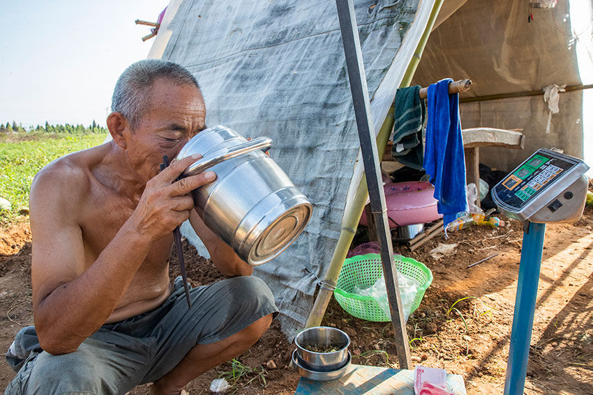 实拍七旬老汉湖边种西瓜，天天吃住瓜庵中，炎热中收获，苦中有乐