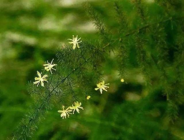 「越好」家里缺光也可以放心养的十种绿植,光越少长得越好