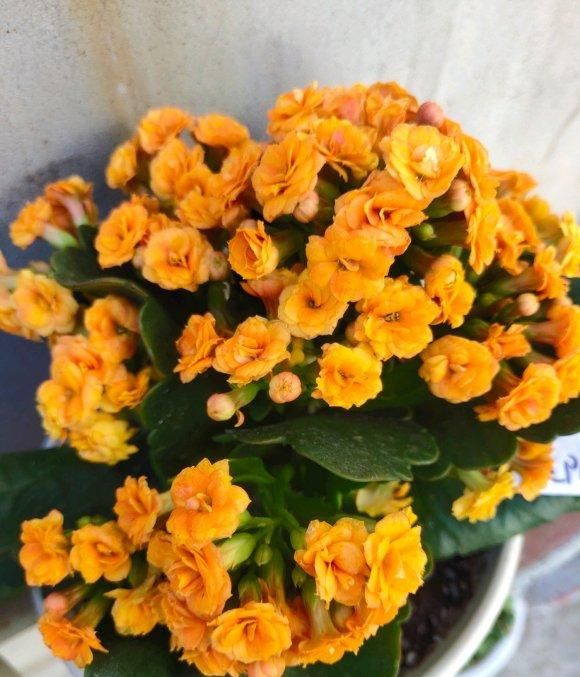  【长寿花的花】长寿花开败了，剪剪枝，晒足太阳，喂点“薄肥”，还能接着开