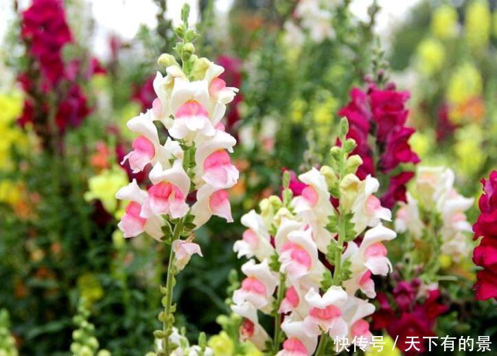 『热开』3种花,喜欢晒太阳,天气越热开的越旺,夏季养正合适